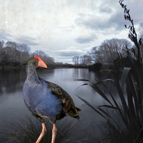 Pukeko Pond - Clive Collins - Art Print + Matting Art Print Clive Collins