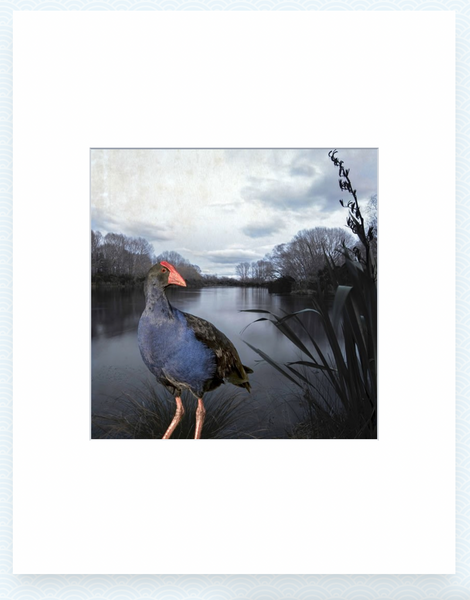 Pukeko Pond - Clive Collins - Art Print + Matting Art Print Clive Collins