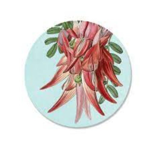 Single Coasters - Designs By Tanya Wolfkamp Coasters Wolfkamp & Stone Vintage Kakabeak