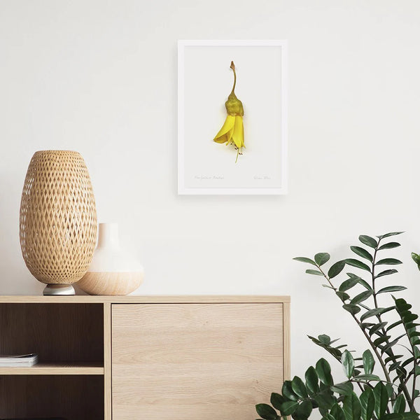Flora Kowhai Single A3 Print Art Print 100% NZ