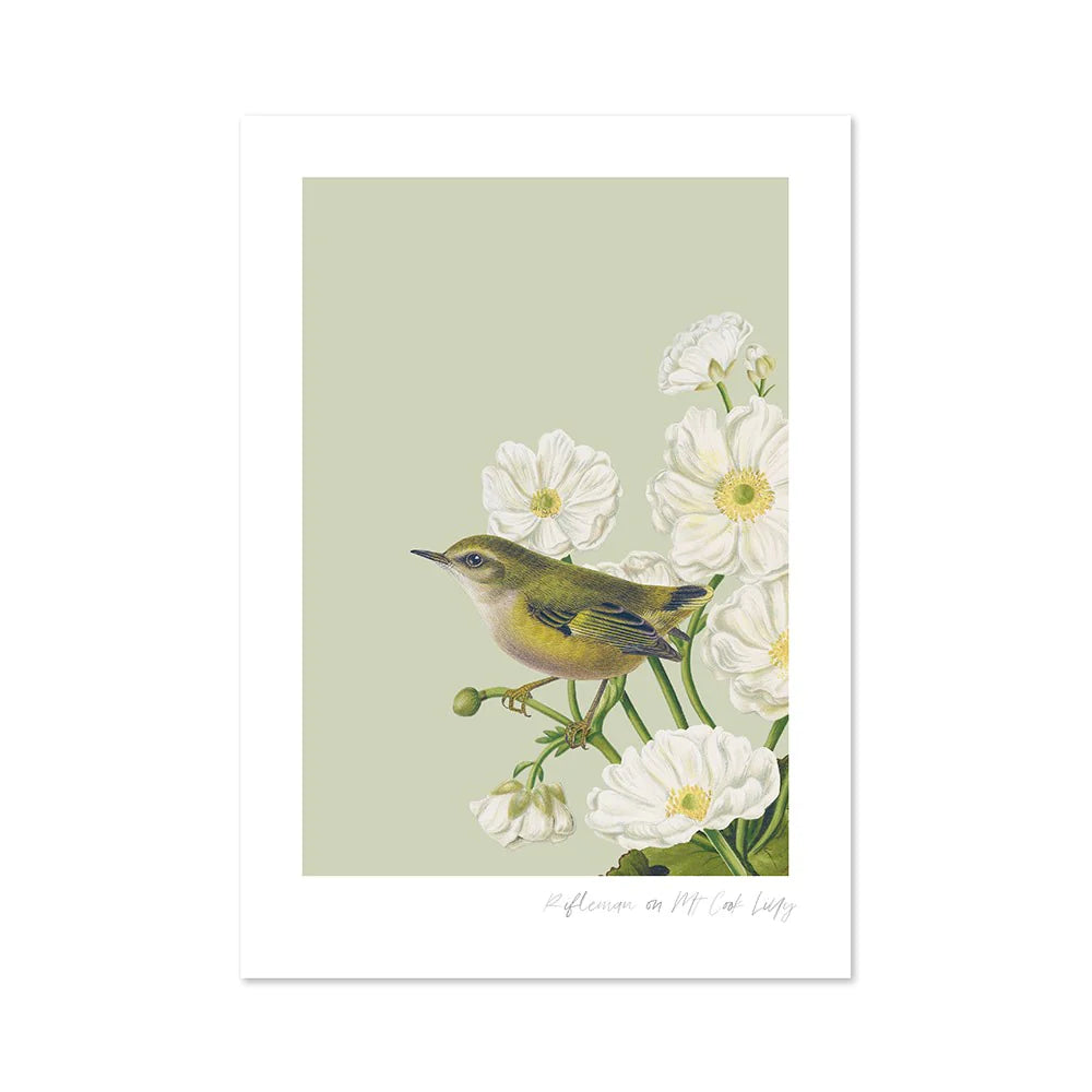 Birds & Botanics Rifleman A3 Print