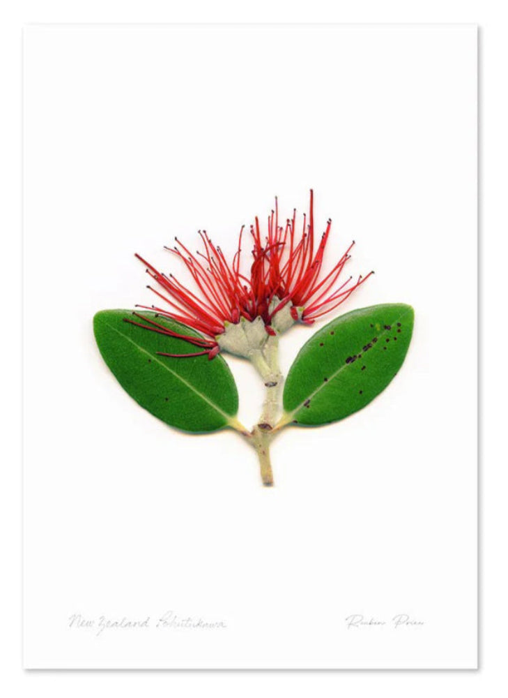 Floral Pohutukawa A3 Print Art Print 100% NZ Unframed