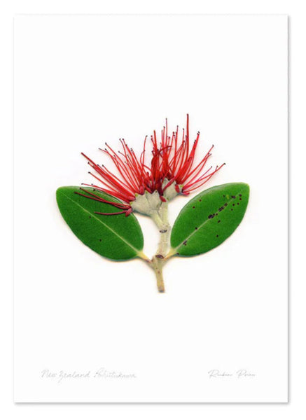 Floral Pohutukawa A3 Print Art Print 100% NZ Unframed