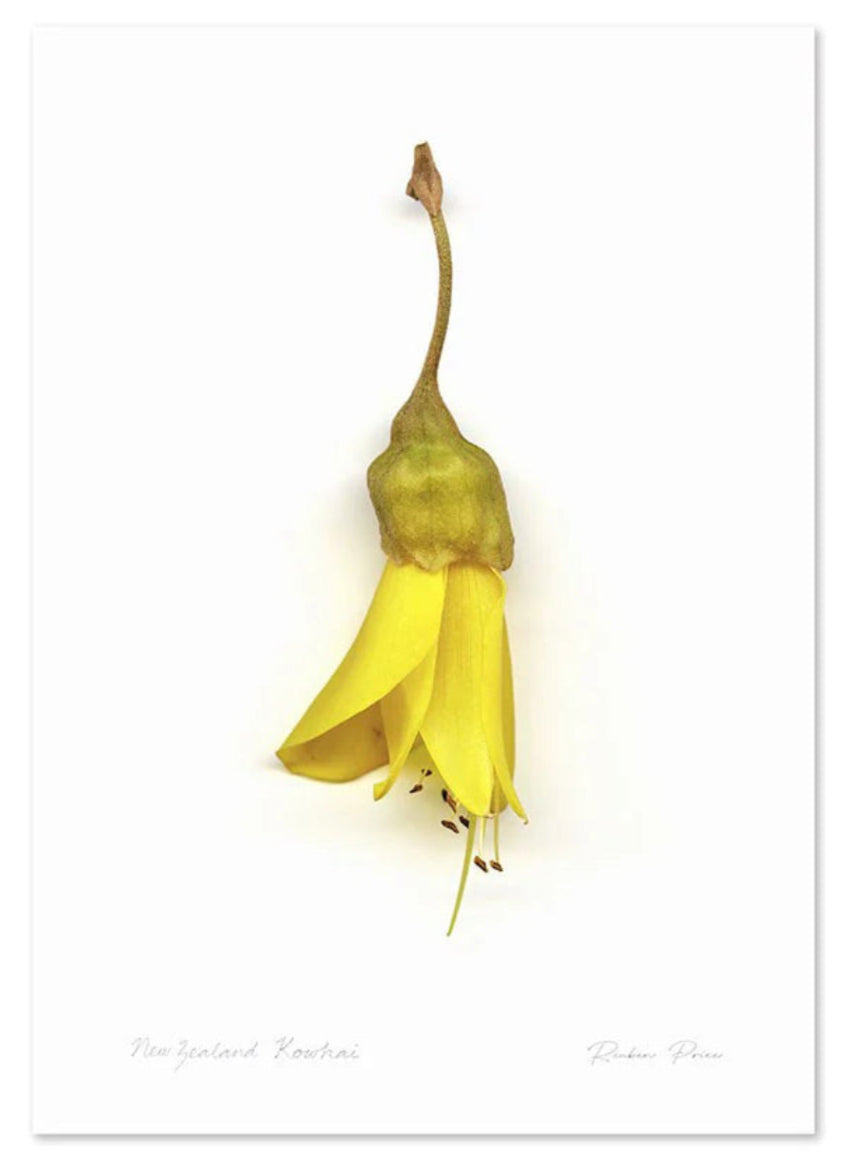 Flora Kowhai Single A3 Print Art Print 100% NZ