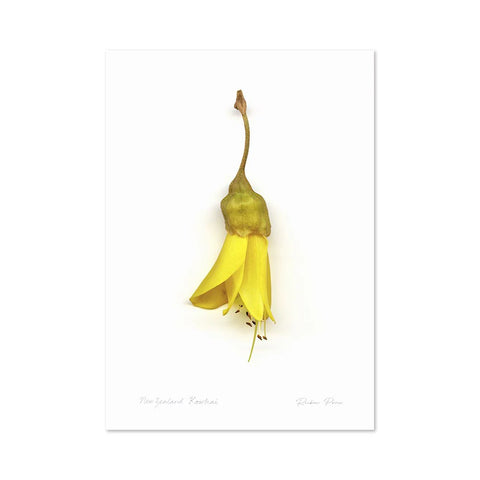 Flora Kowhai Single A3 Print Art Print 100% NZ