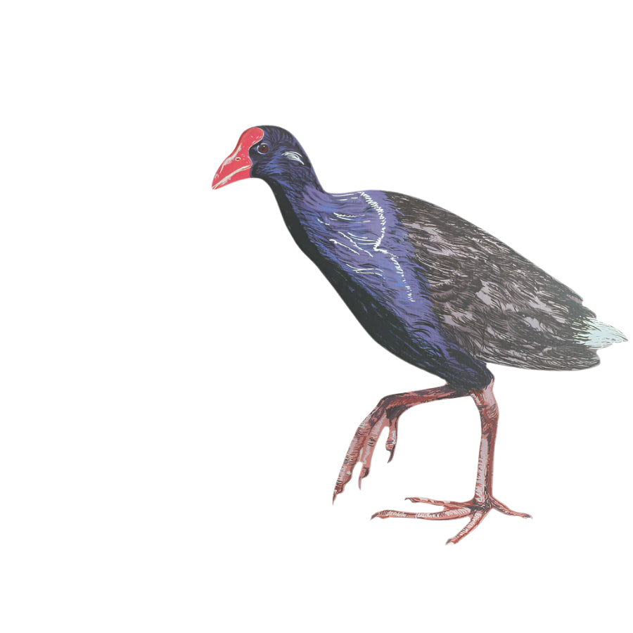Pukeko - ACM Art Wall Art Crystal Ashley Left Facing