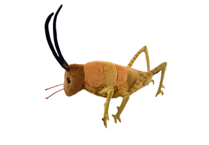 Wiremu the Weta