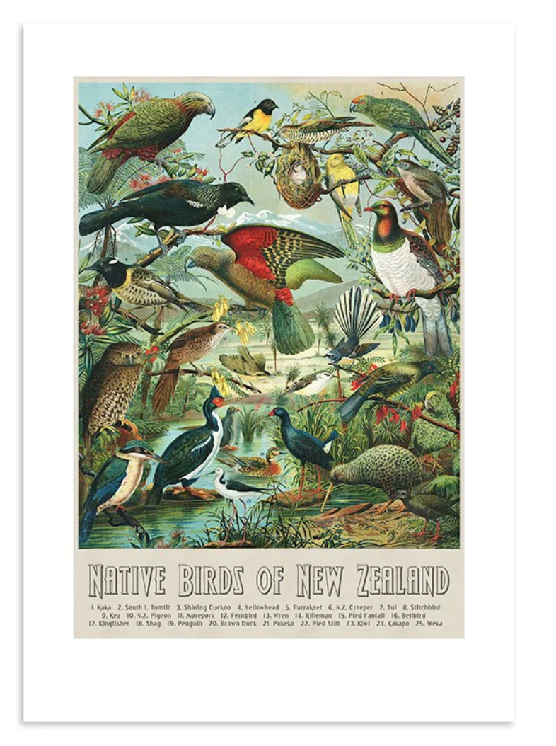 NZ Native Birds A3 Print Art Print 100% NZ Unframed