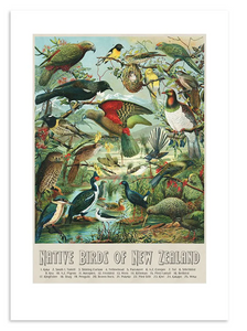 NZ Native Birds A3 Print Art Print 100% NZ Unframed