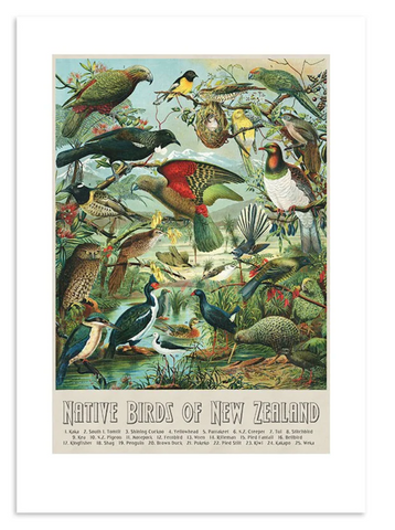 NZ Native Birds A3 Print Art Print 100% NZ Unframed