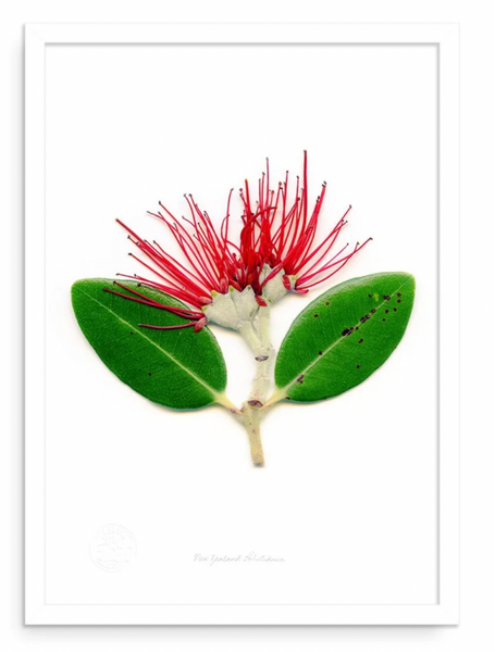 Floral Pohutukawa A3 Print