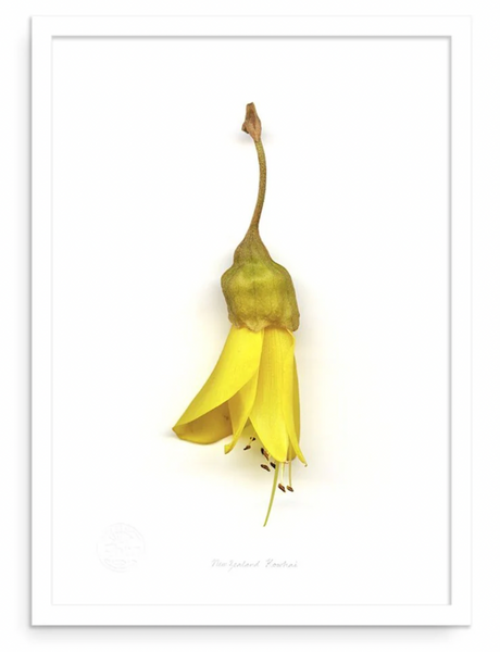Flora Kowhai Single A3 & A2 Prints