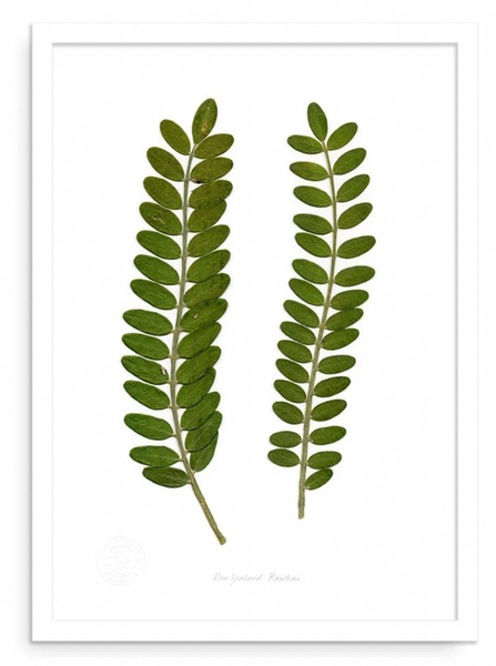 Flora Kowhai Leaves A3 & A2 Prints