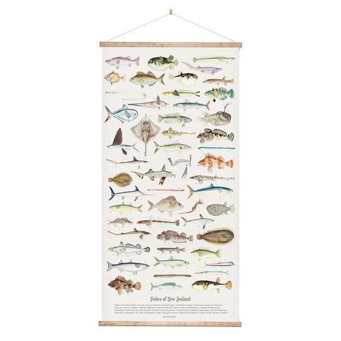 Fishes of New Zealand - Wall Chart