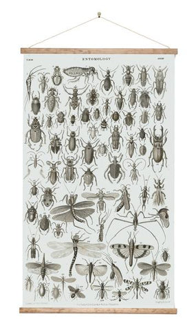 Entomology - Bugs - Wall Chart - Design Withdrawals - Design Withdrawals