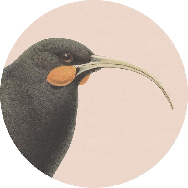 Coasters - Hush Bird Range