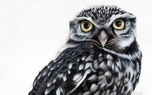 Small Owl "Olive" Art Print