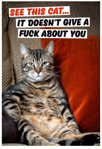 Card - See This Cat. It Doesn't Give A Fuck About Your Birthday