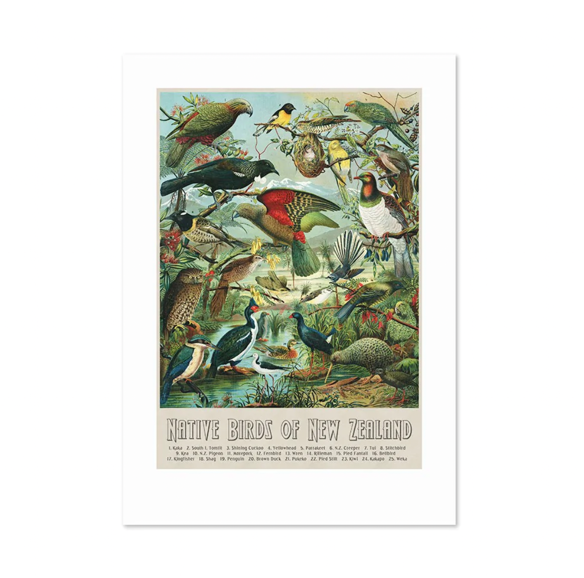 Native Birds of New Zealand - A3 print