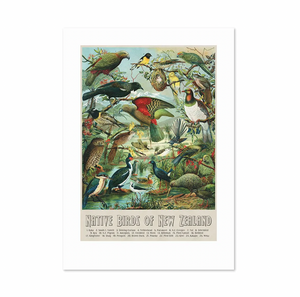 Native Birds of New Zealand - A3 print