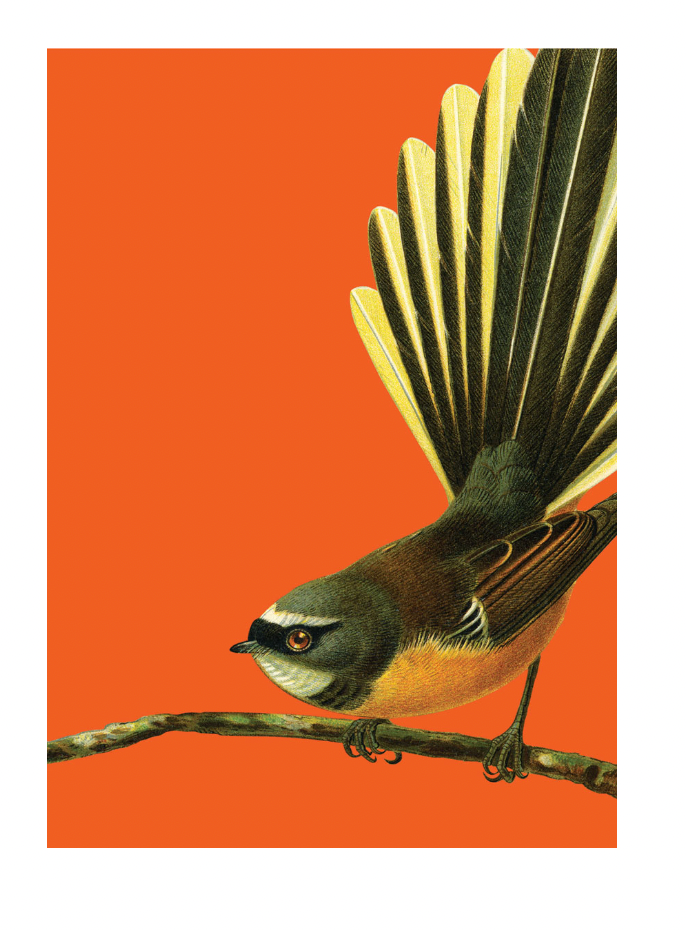 Card -  Bright Fantail