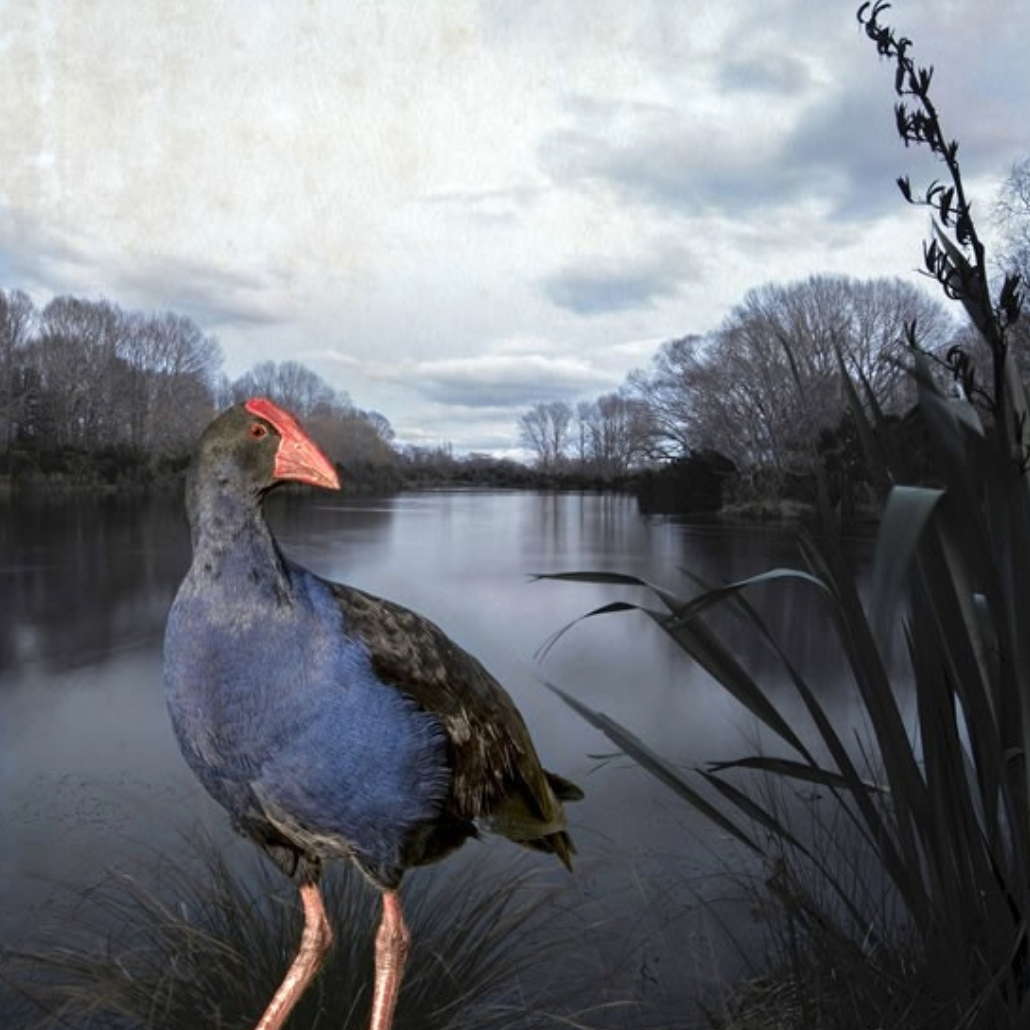 Pukeko Pond - Clive Collins - Art Print + Matting