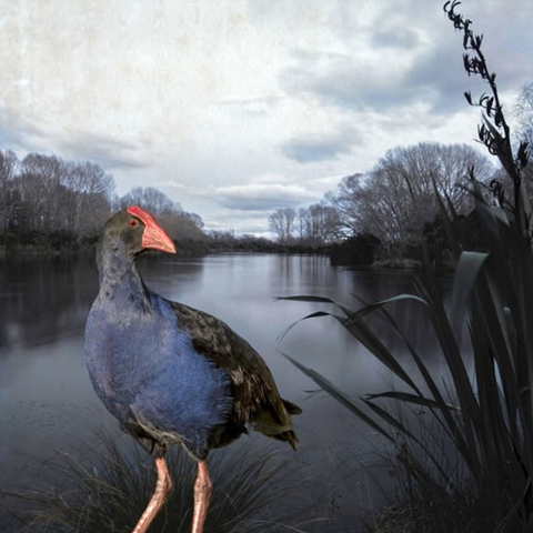 Pukeko Pond - Clive Collins - Art Print + Matting
