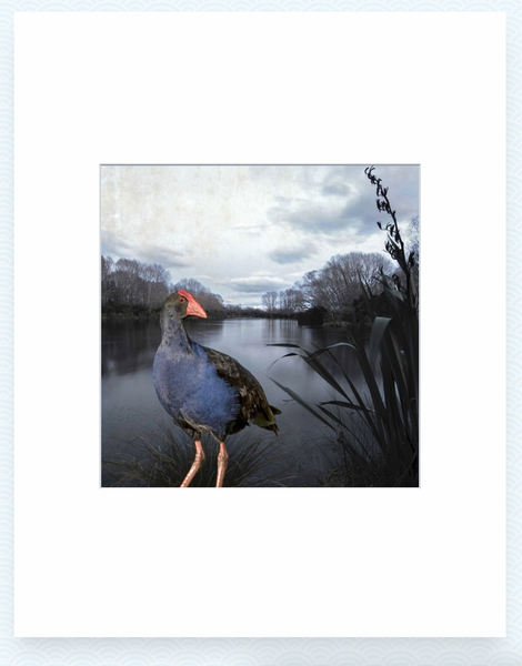 Pukeko Pond - Clive Collins - Art Print + Matting