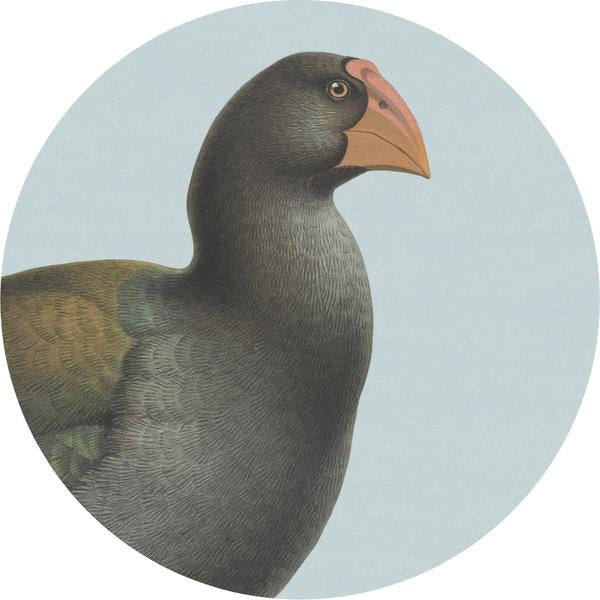 Coasters - Hush Bird Range