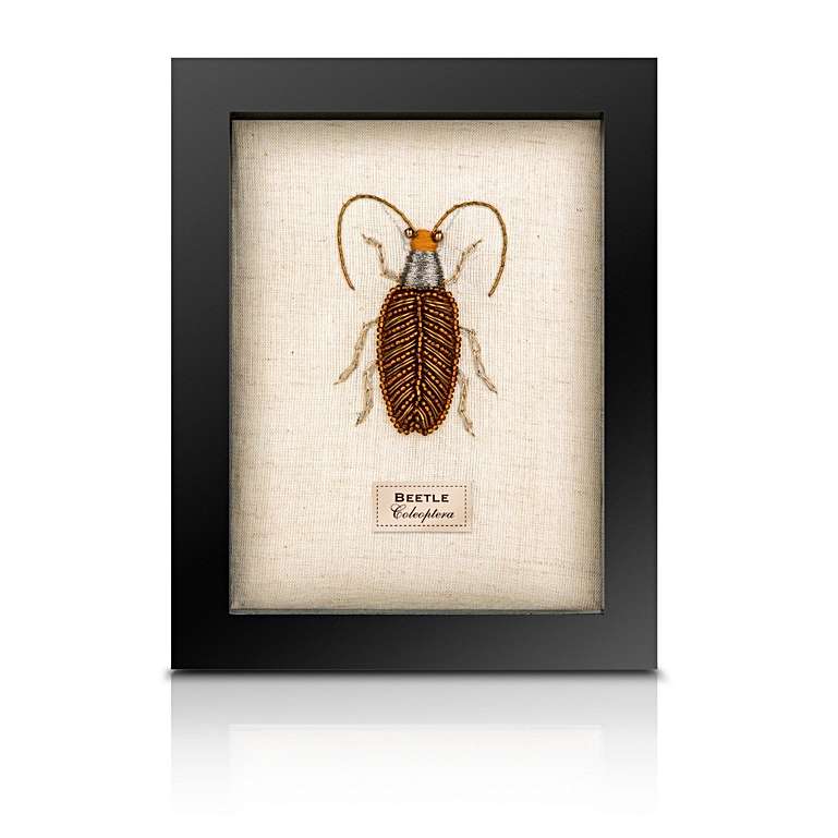 Beaded Feeler Beetle from the Cabinet of Curiosity
