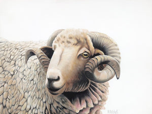 Sheep "Claude" Art Print