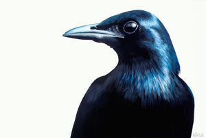 Blackbird "Frank" Art Print