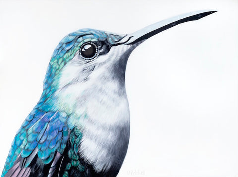 Hummingbird 'Gerard' Art Print