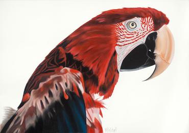 Parrot "Jerry" Art Print