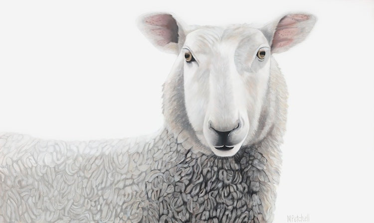 Sheep "Lester" Art Print