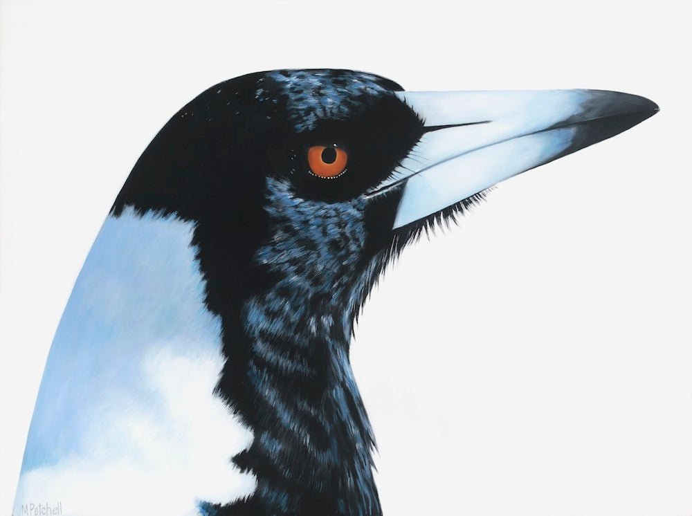 Magpie "Maynard" Art Print
