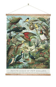 Native Birds of New Zealand - Wall Chart - Design Withdrawals - Design Withdrawals