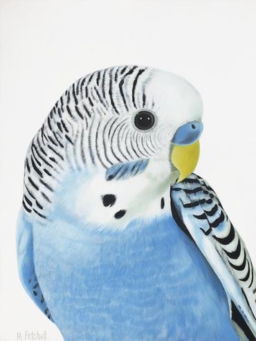 Budgie "Wilbur" Art Print